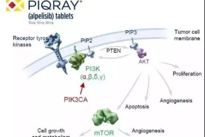 精准抗癌新突破：PIK3CA突变乳腺癌靶向药伊那利塞（Inavolisib）登陆上海嘉会国际医院