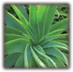 嘉会国际肿瘤中心